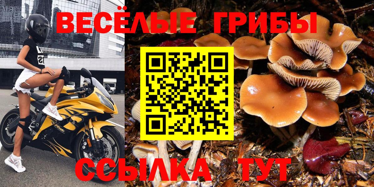 Галлюциногенные грибы Cubensis  Вход с VPN  как найти наркотики  Минусинск 