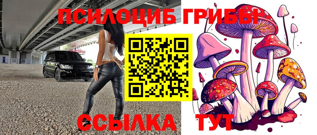 Галлюциногенные грибы Psilocybe Минусинск